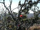 HawSlides12min.jpg (8928 bytes)